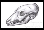 Burgundy Bandicoot Skull