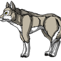 Species - Grey Wolf