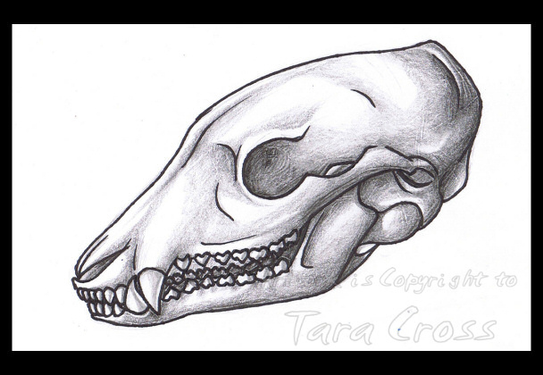 Burgundy Bandicoot Skull